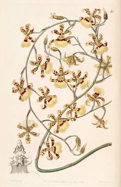 Oncidium sphacelatum - Miss Drake